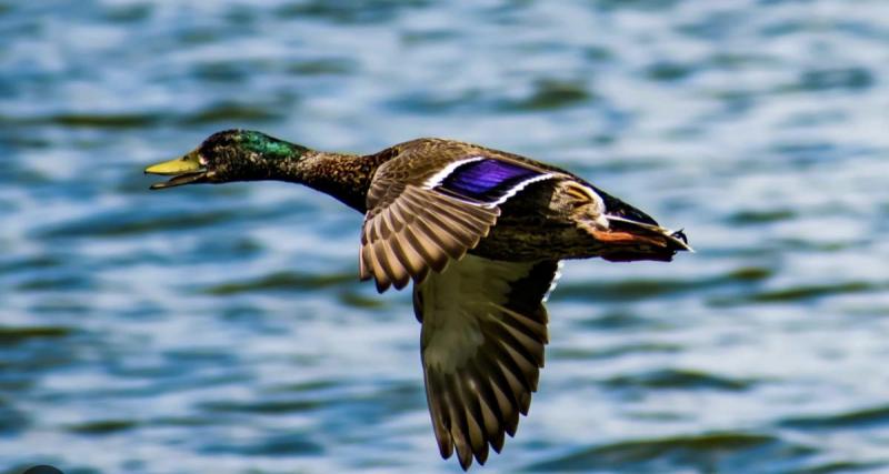  - Flashé à 52 km/h par un radar dans une zone à 30, un canard colvert récidiviste fait encore parler de lui