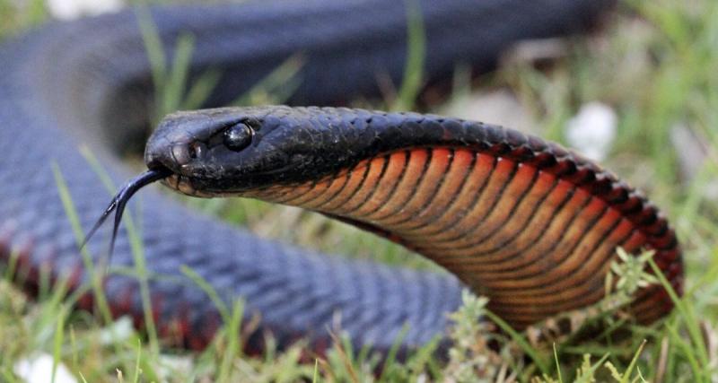  - Une conductrice cohabite plusieurs semaines avec un serpent venimeux dans sa voiture