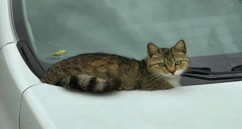  - 400 km sous une BMW, un chaton survit à un incroyable voyage et finit par avoir un nom