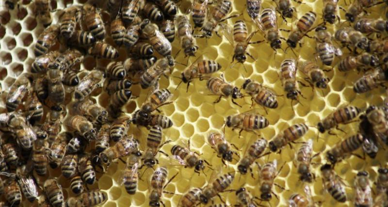  - Un essaim d’abeilles recouvre une voiture, la famille panique