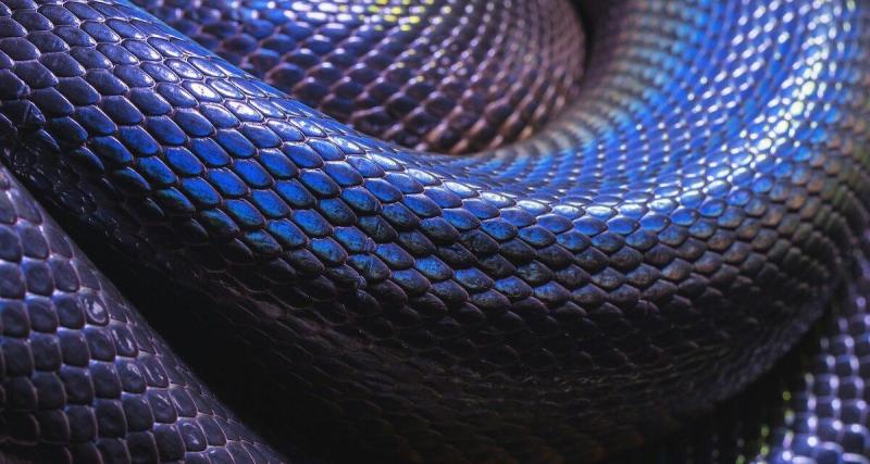  - Surprise venimeuse : il découvre le serpent le plus long d'Europe caché dans le moteur de sa voiture