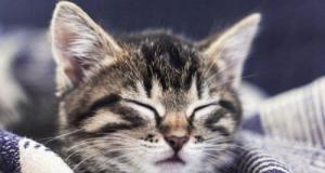 Un chaton miraculé parcourt 400 km caché dans les entrailles d'une BMW : une histoire hors du commun