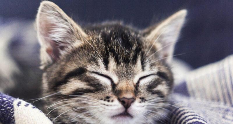  - Un chaton miraculé parcourt 400 km caché dans les entrailles d'une BMW : une histoire hors du commun