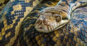 Périple d'un couple de retraités au volant : ils pensaient l’avoir semé… mais le serpent n’avait pas dit son dernier mot