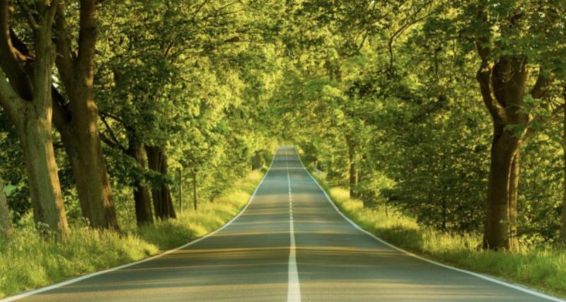  - Un arbre s’abat sur sa voiture en pleine tempête, la conductrice échappe au pire