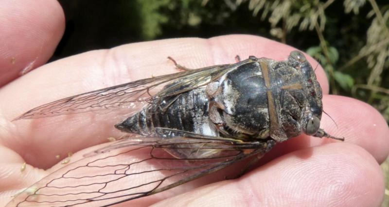  - Une voiture se retourne en plein milieu de la route à cause… d’une cigale !