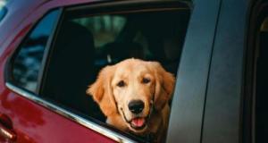 « Il allait mourir » : la police municipale sauve un chien de l’asphyxie, abandonné dans une voiture, à Metz