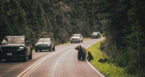 Des voitures de luxe confisquées… à cause d’ours dérangés !