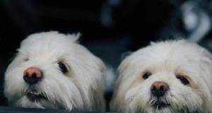 Ivre, il oublie ses quatre chiens enfermés des heures dans sa voiture : la suite va vous choquer