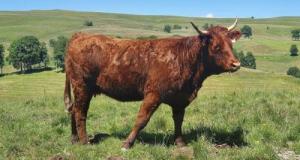 Faire le plein avec de la bouse de vache, la solution pour l’électrique ?