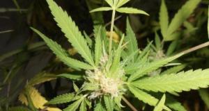 Sa voiture sent le cannabis, la BAC découvre plusieurs kilos sous son siège