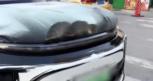 Un homme transforme sa voiture en aquarium avec des poissons vivants et crée une grosse polémique