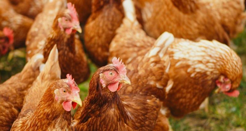  - Un camion chargé de milliers de poulets dérape, des volailles en fuite dans la nuit !