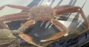 Il transforme son SUV en aquarium roulant, indignation totale des habitants