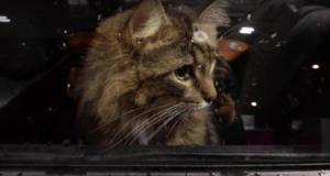 Un conducteur finit sa course dans un arbre et accuse… Son chat