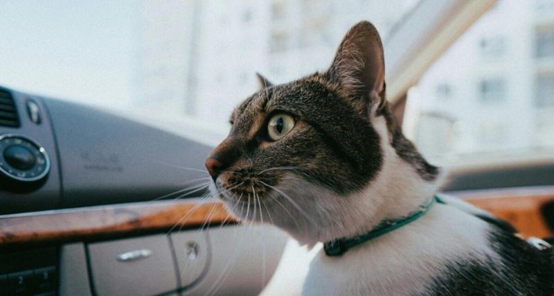  - "C’est mon chat !", l’excuse surréaliste d’un conducteur après avoir percuté un arbre