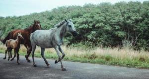 Des chevaux sur l'autoroute, ces automobilistes témoins d'une scène surréaliste