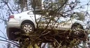 Une voiture retrouvée perchée dans un arbre : personne ne sait comment elle est arrivée là