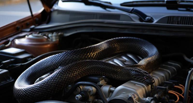  - Coincé sous le capot, un conducteur trouve un serpent de 3 mètres