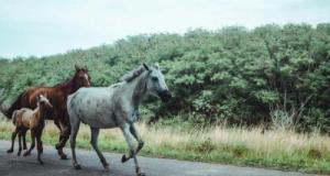 Un cheval s’échappe et percute une voiture : le conducteur s'en sort blessé au visage