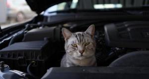 "Papy, j’entends un chat dans ton moteur" : il roule 500 km avec un chaton coincé