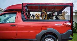 En Bretagne, des chiens se baladent… sur le toit d’une voiture aménagée en terrasse
