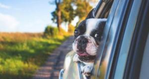 Attention, votre chien peut endommager votre voiture hybride d'une manière inattendue