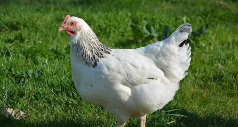  - Des poules sur la rocade, elles échappent à la mort grâce aux manifestations du 10 septembre