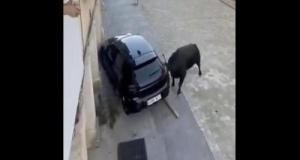 Il oublie sa voiture durant une fête votive, un taureau la détruit totalement
