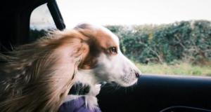 Incroyable : un chien corgi flashé à 185 km/h au volant d’une voiture