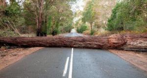 « On a frôlé le pire » : un arbre tombe sur une voiture lancée à pleine vitesse