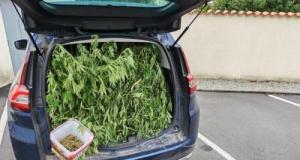 Du cannabis 100% fait maison : le coffre de la voiture des gendarmes rempli de plantes, voici pourquoi