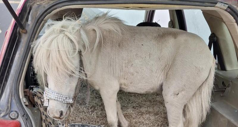  - Elle transporte un poney… dans le coffre de sa voiture