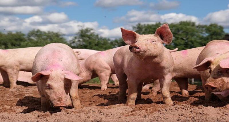  - Un camion se renverse : des dizaines de cochons s’échappent sur la route au petit matin !