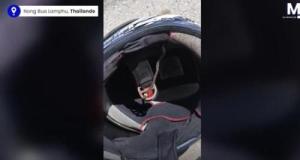 Un motard découvre un serpent dans son casque après 3 heures de route !