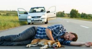 Ivre, il s’endort au bord d’une nationale avec sa voiture sans permis et son chien sur le ventre