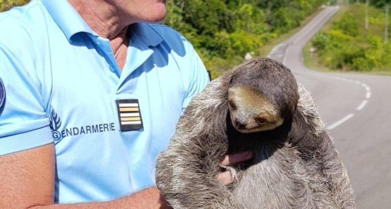  - Un paresseux s’invite sur la route de ce département : les gendarmes à la rescousse !