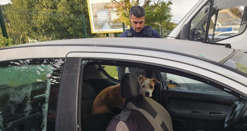  - « Elle était enfermée depuis au moins une semaine » : des policiers sauvent une chienne laissée sans eau ni nourriture