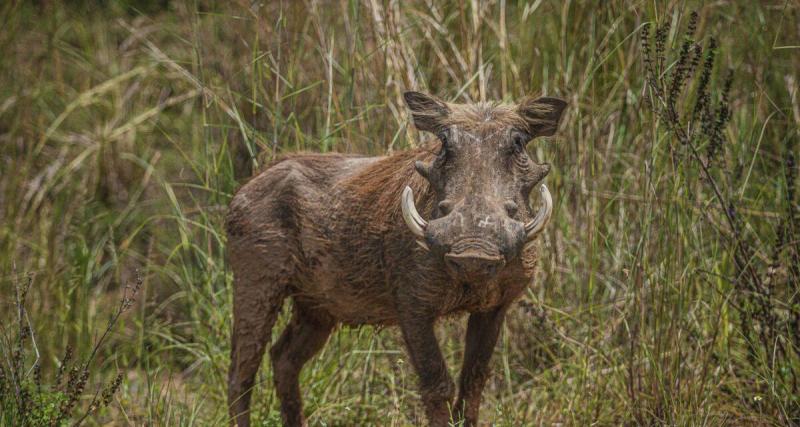  - Un sanglier surgit à toute vitesse sur la route… cinq voitures finissent à la casse !
