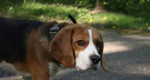 Il promène son chien sans descendre de sa voiture, à 2 km/h : sa balade finit au poste, son permis retiré