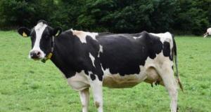 Il fête la naissance de son enfant, prend la fuite ivre au volant… et percute une vache dans un champ, en pleine cavale