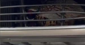 Il entend un bruit étrange dans la calandre de sa voiture… et découvre un faisan coincé à l’intérieur