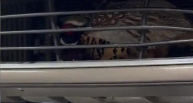 Il entend un bruit étrange dans la calandre de sa voiture… et découvre un faisan coincé à l’intérieur