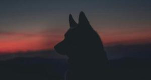 Les gendarmes escortent un loup sur la route : l’identité réelle de l’animal a de quoi intriguer (vidéo)