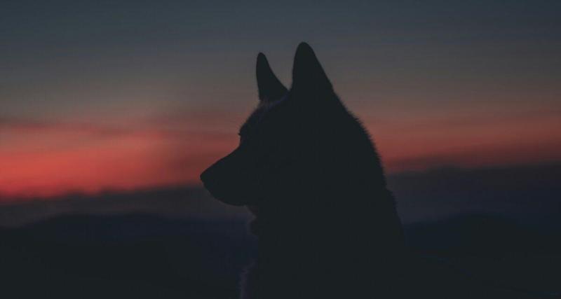 Les gendarmes escortent un loup sur la route : l’identité réelle de l’animal a de quoi intriguer (vidéo)