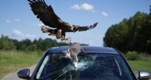 Un aigle lâche un chat sur le pare-brise d’une voiture et la brise totalement : « Vous n’allez pas me croire »