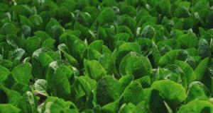 Quand les salades obstruent la route : cette autoroute française transformée en potager géant !