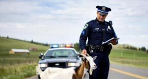Une chèvre en cavale arrêtée par la police et embarquée