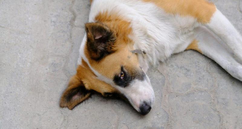  - Il balance son chien par la fenêtre de sa voiture en pleine route : l'animal sauvé à temps par un témoin