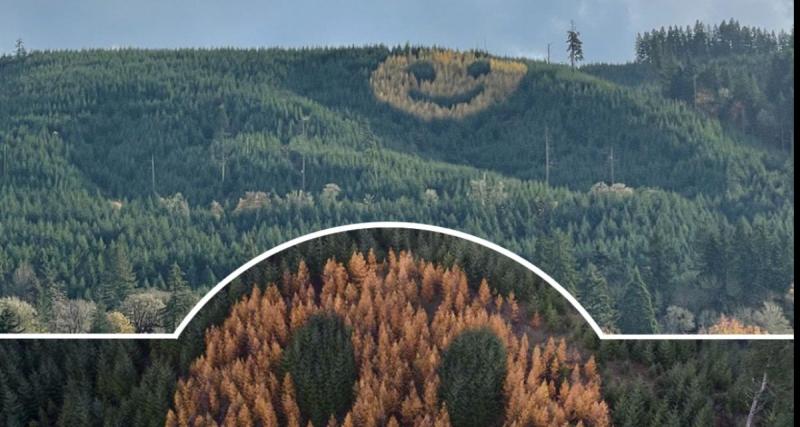 En plein milieu de cette zone rurale, un sourire d'arbres interpelle les automobilistes pour son originalité